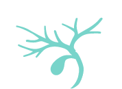 HIMALAYA Regimen Liver Icon