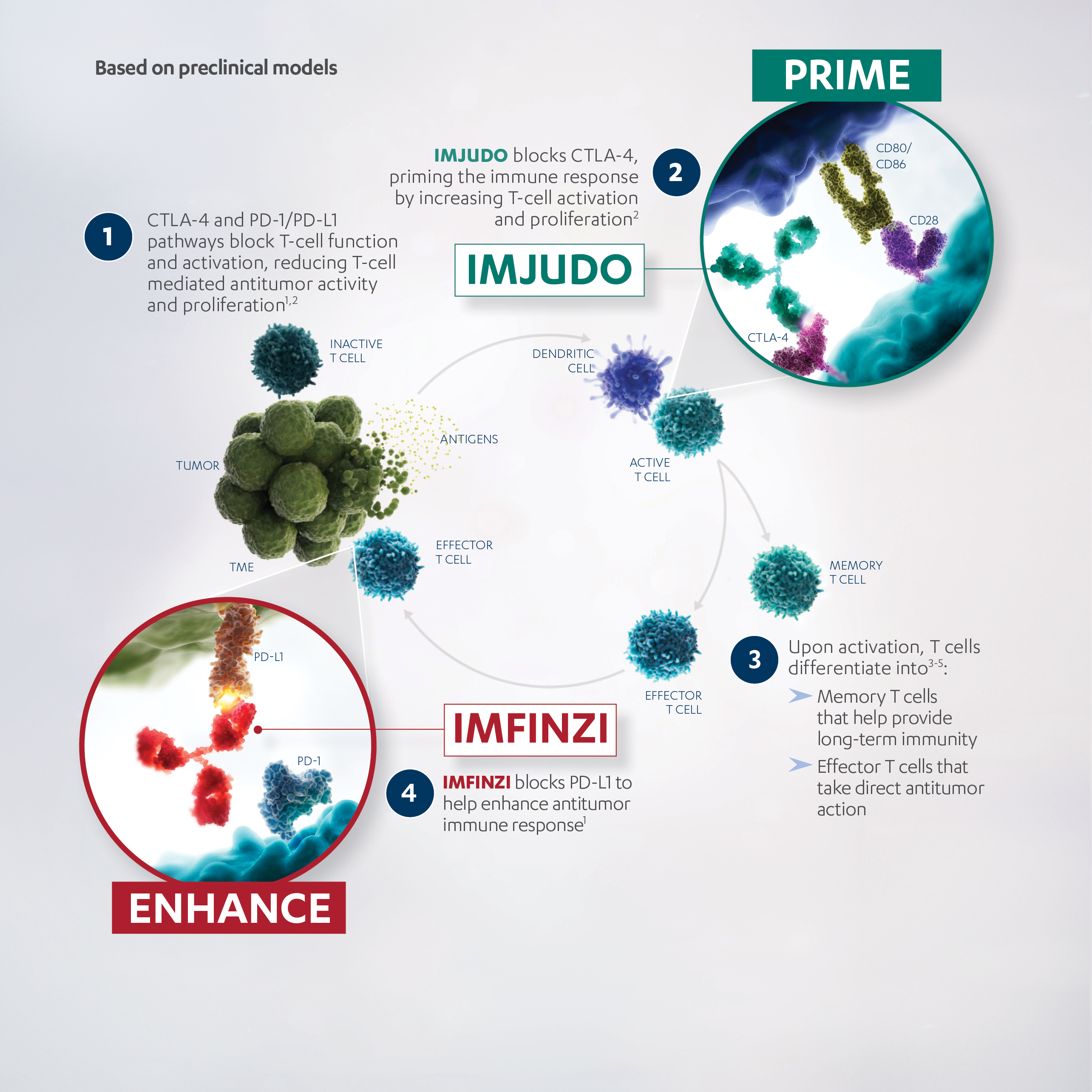 Mechanism of action diagram