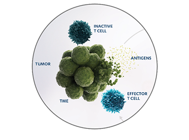Mechanism of action diagram