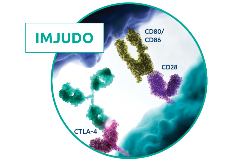 Mechanism of action diagram