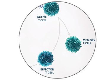 Mechanism of action diagram