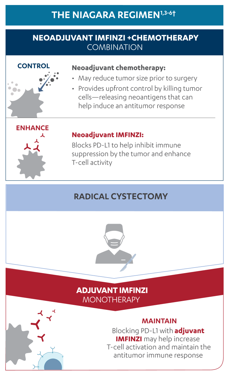 Mechanism of Action for the NIAGARA Regimen