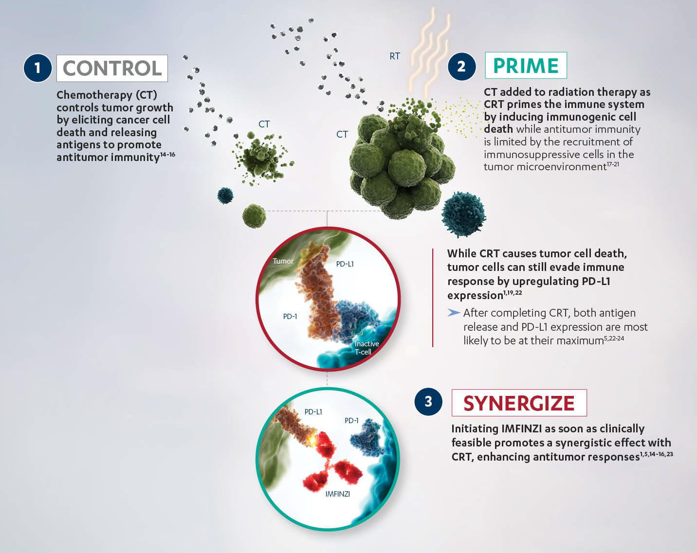 Illustration on Chemoradiotherapy (CRT) and IMFINZI Enhancing Antitumor Immunity
