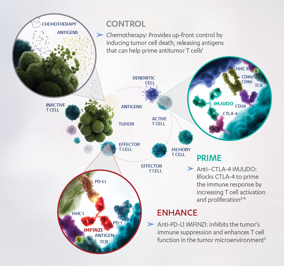 Mechanism of action diagram as observed in preclinical models