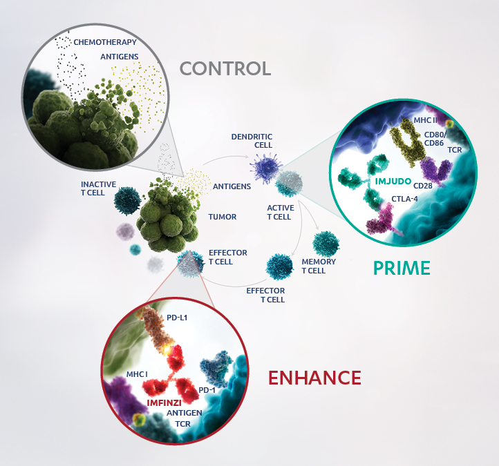 Mechanism of action diagram as observed in preclinical models